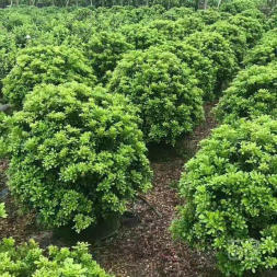 东莞基地草皮批发地被出售 承接园林绿化施工养护工程